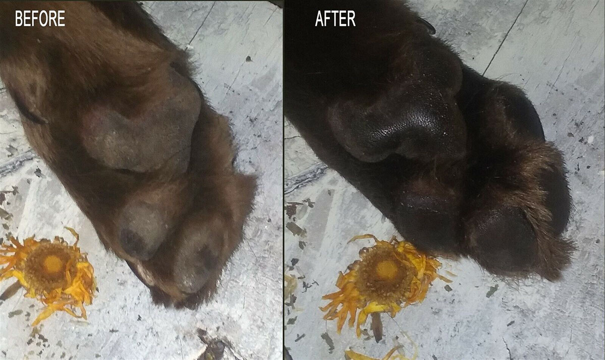 Dog Paws befor & after